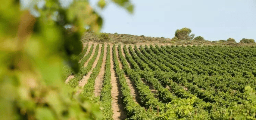 IGP Pays d'Hérault – Vins à Indication Géographique Protégée, typicité et accessibilité