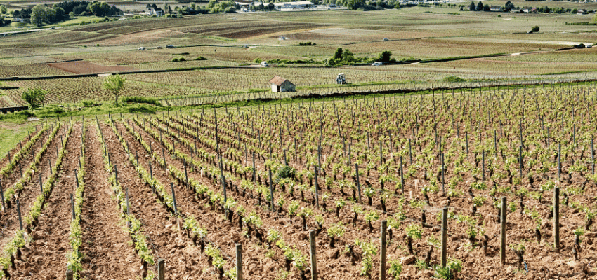 Corton-Charlemagne Grand Cru - Élégance et Noblesse des Grands Vins Blancs de Bourgogne