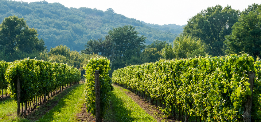 Costières de Nîmes Rouge - Richesse Méditerranéenne dans chaque Gorgée