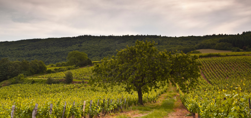 Mâcon-Charnay - Fraîcheur et Expression du Chardonnay en Bourgogne
