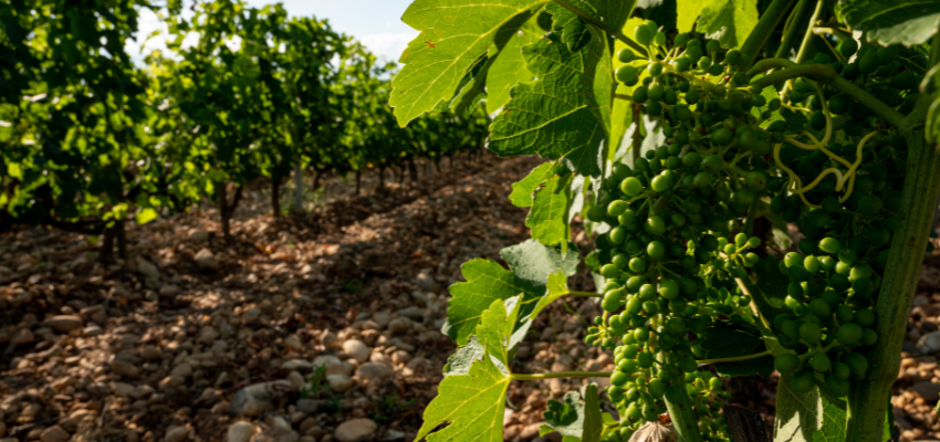 Hermitage – Découvrez ce produit unique sélectionné pour vous