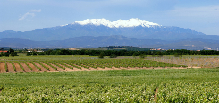 Banyuls – Le Vin Doux Naturel d’Exception du Roussillon