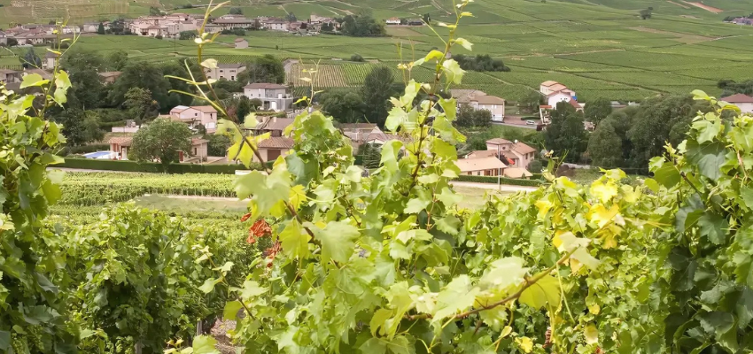 Pernand-Vergelesses : le Prestige de la Bourgogne depuis 1937