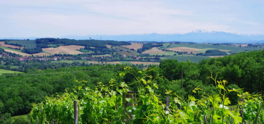 IGP Comte tolosan - Expression du Sud-Ouest