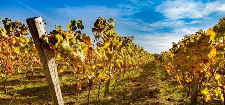 AOC Montlouis-sur-Loire