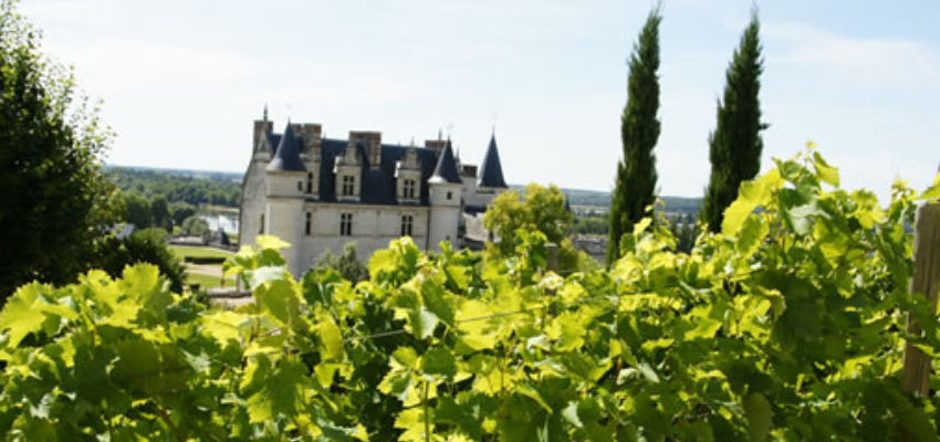 AOC Touraine-Amboise