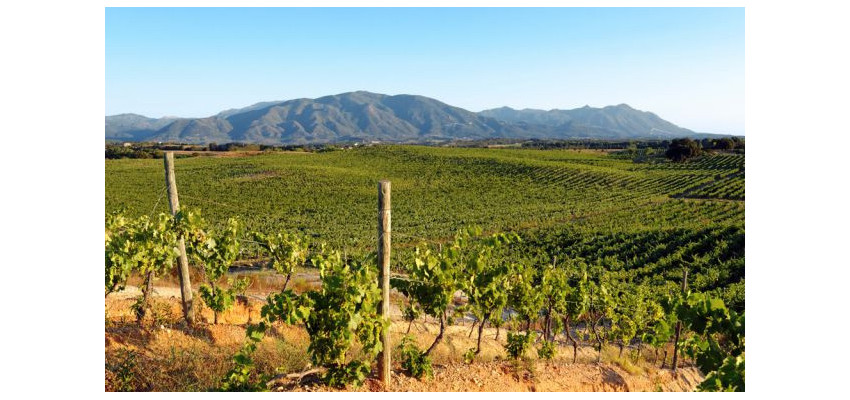 Patrimonio – Grands vins corses entre mer et montagne