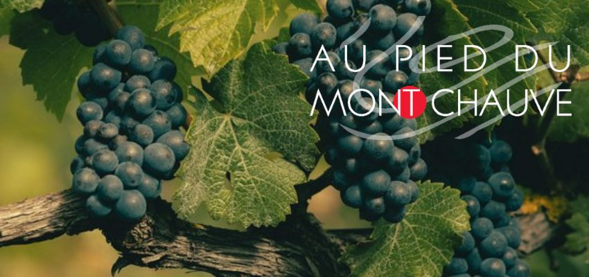Domaine Au Pied du Mont Chauve – Vins de Bourgogne Elégants & Authentiques