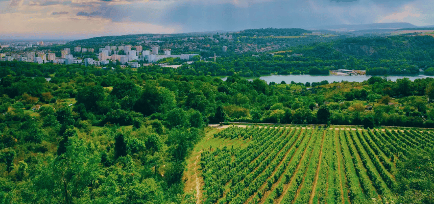 Vins Blancs Iconiques de Bourgogne – Grands Chardonnay