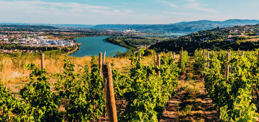 Vins Blancs Iconiques du Rhône – Condrieu & Hermitage
